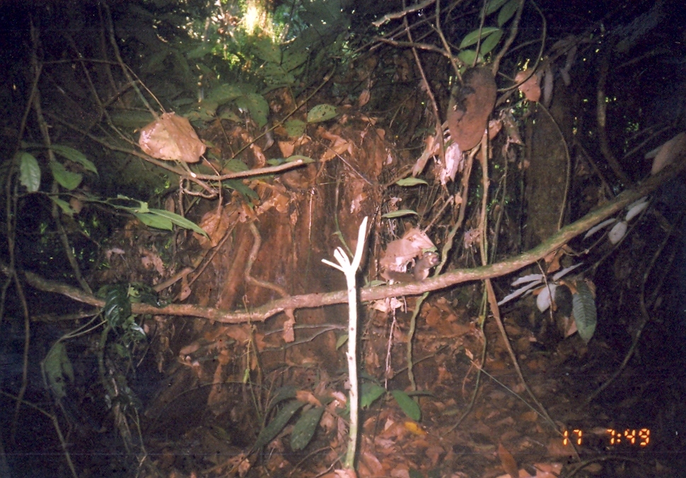 Image of Kinabalu Squirrel