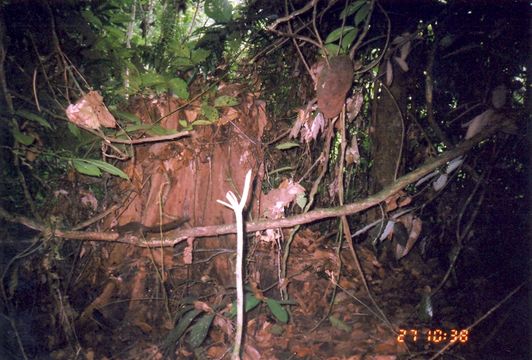 Image of Kinabalu Squirrel