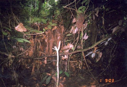 Image of Horse-tailed Squirrel