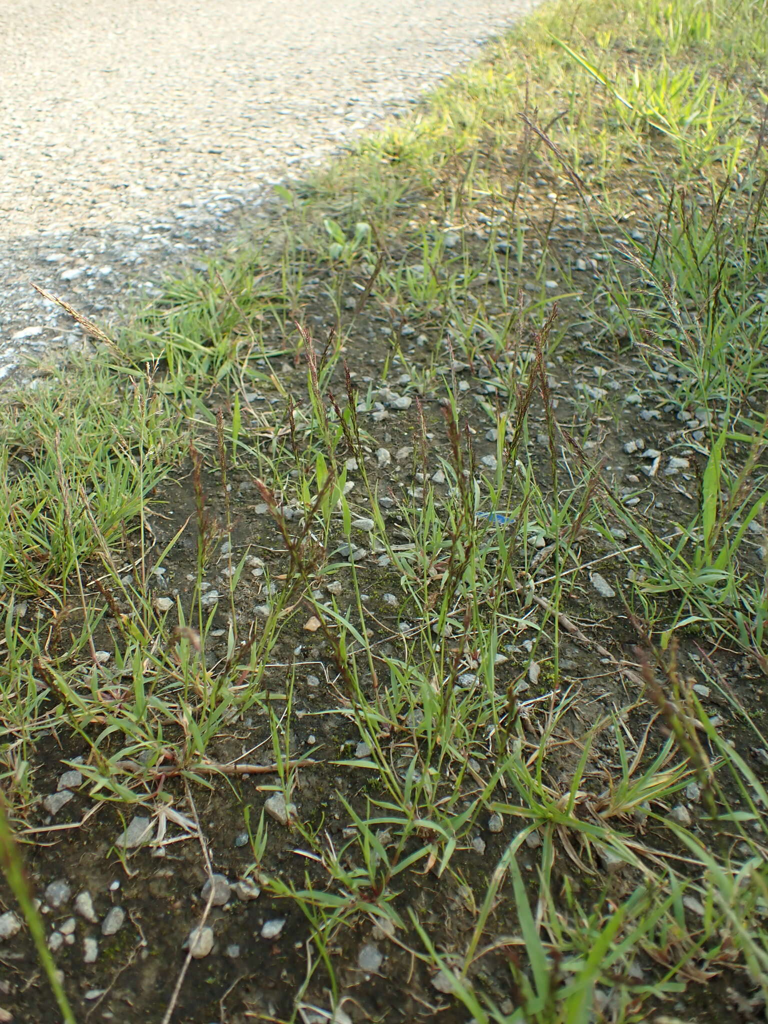 Image of Indian lovegrass