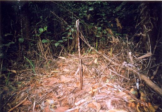 Image of Tree Shrew Sp.