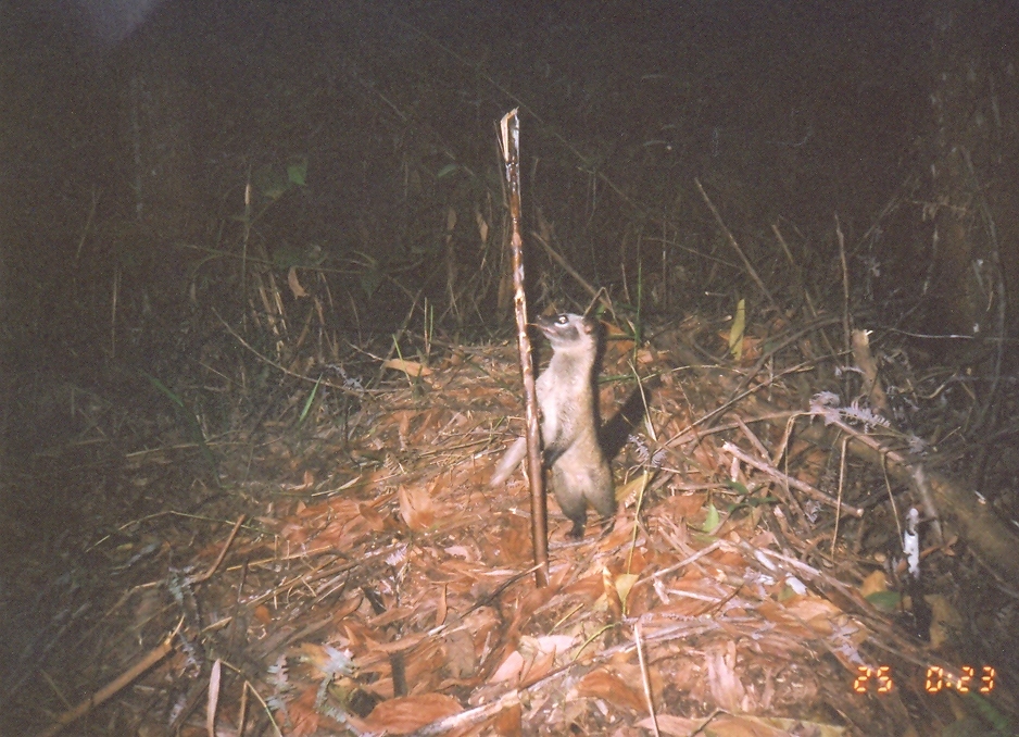 Image de Civette palmiste hermaphrodite