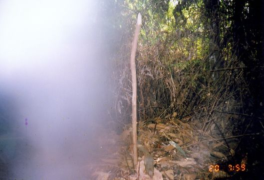 Image of Kinabalu Squirrel