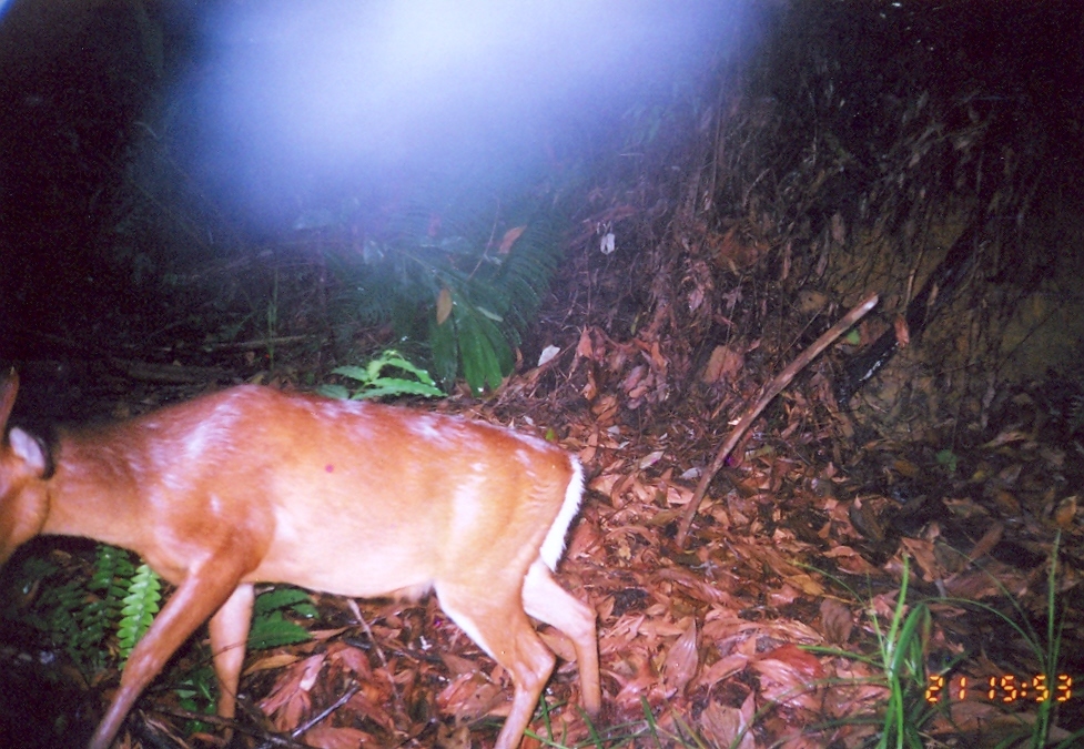 Image of Bornean Yellow Muntjac