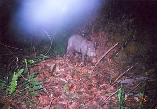 Image of Bearded Pig