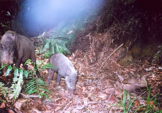 Image of Bearded Pig