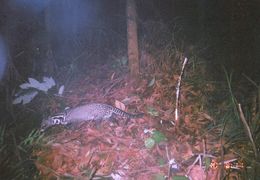 Image of Oriental Civet