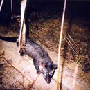 Image of Common palm civet