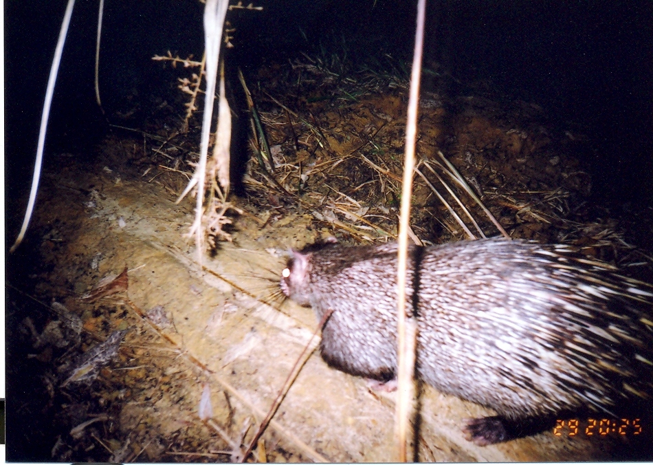 Image of Thick-spined Porcupine