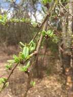 Слика од Talinella grevei subsp. grevei