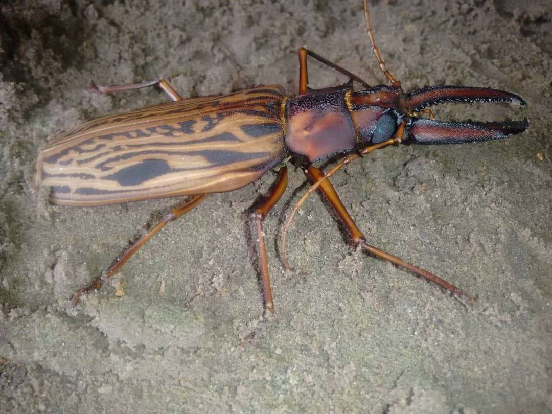 Image of Long-horned beetle