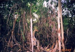 Image of Plantain Squirrel