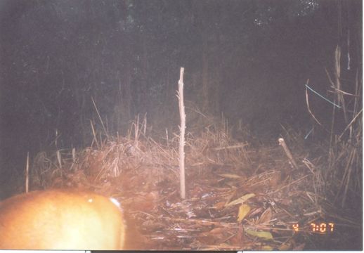 Image of Bornean Yellow Muntjac