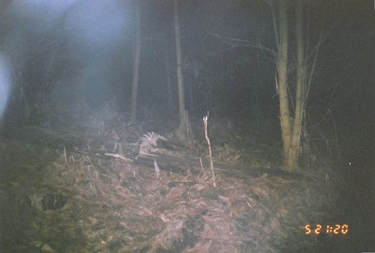 Image of Banded Palm Civet