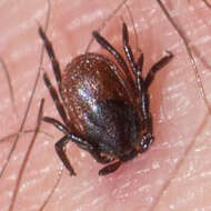 Image de Ixodes pacificus Cooley & Kohls 1943