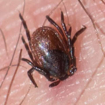 Image of Western Black-legged Tick