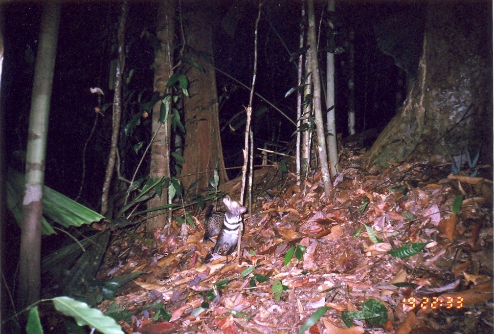 Image of Oriental Civet