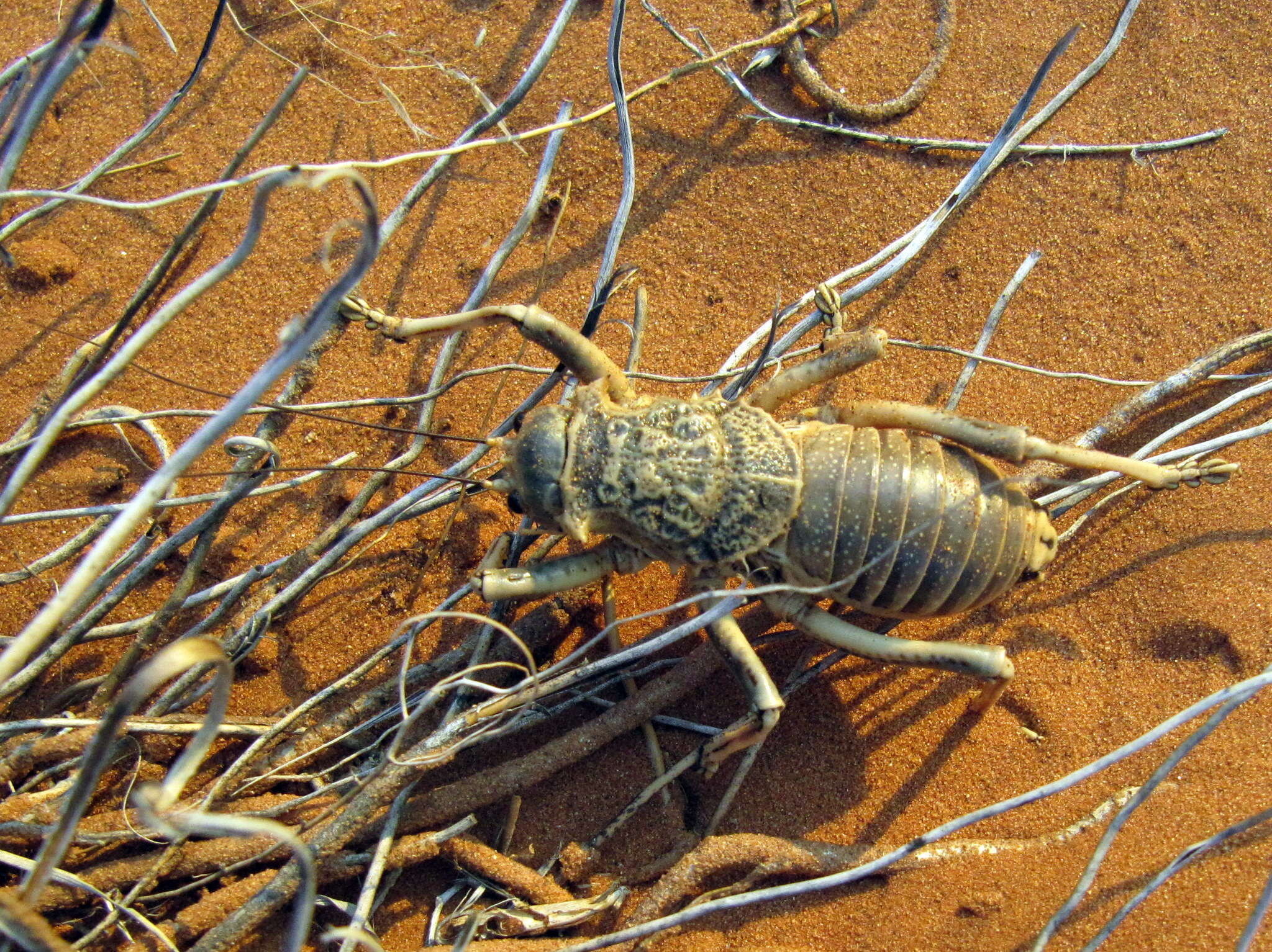 Imagem de Acanthoproctus diadematus (Stål 1858)