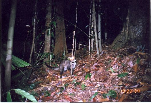 Image of Oriental Civet