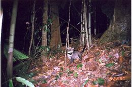 Image of Oriental Civet