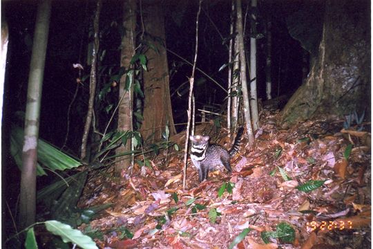 Image of Oriental Civet