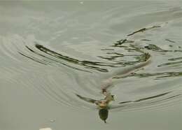 Image of Military ground snake