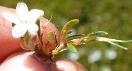 Image of Montia sessiliflora (G. Simpson) Heenan