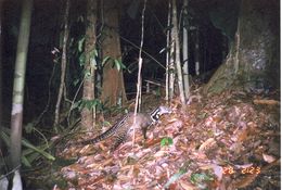 Image of Oriental Civet