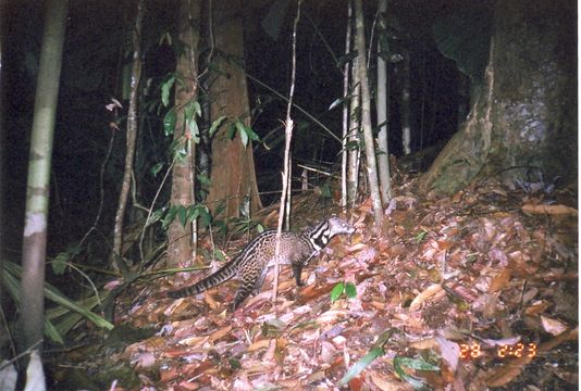 Image of Oriental Civet