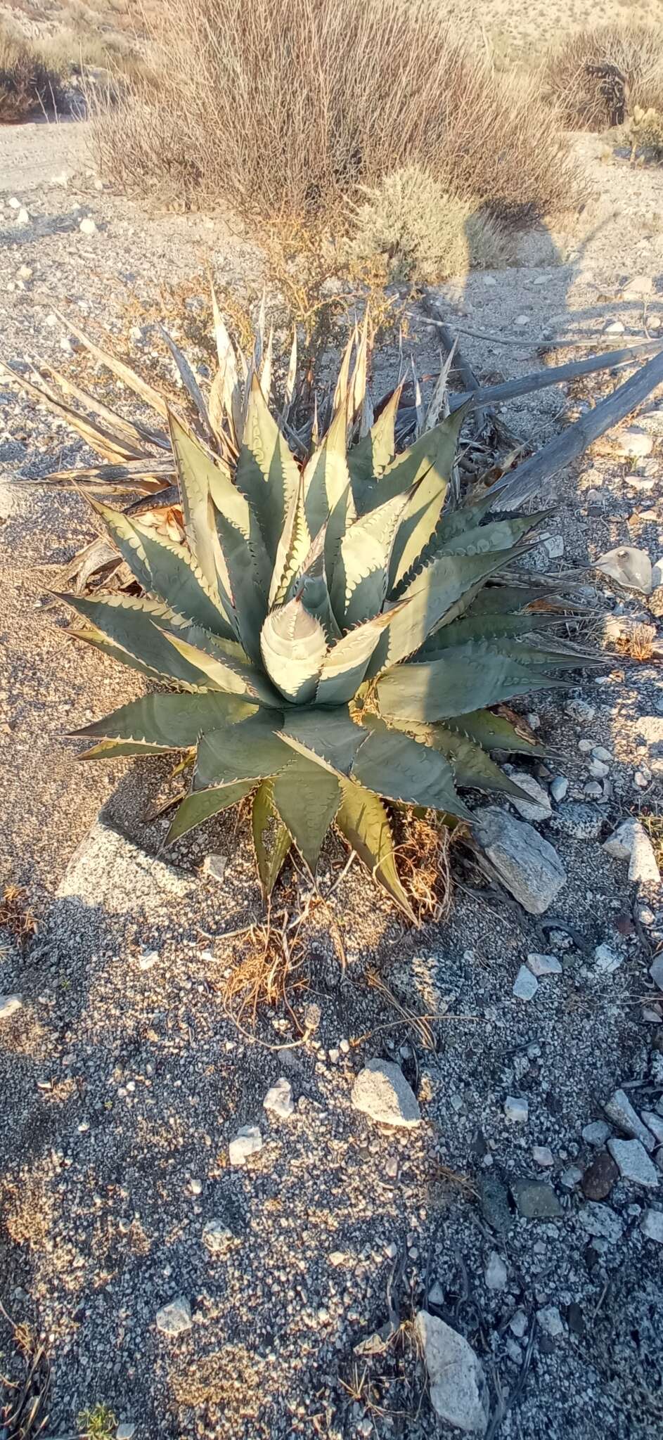 Слика од Agave subsimplex Trel.