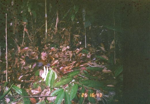 Image of Horse-tailed Squirrel