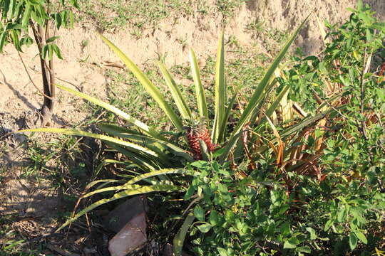 Image of Ananas comosus var. bracteatus (Lindl.) Coppens & F. Leal