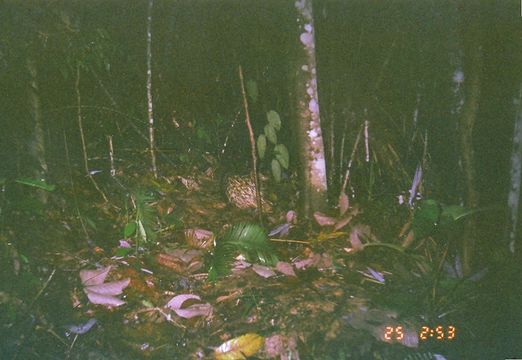 Image of Thick-spined Porcupine