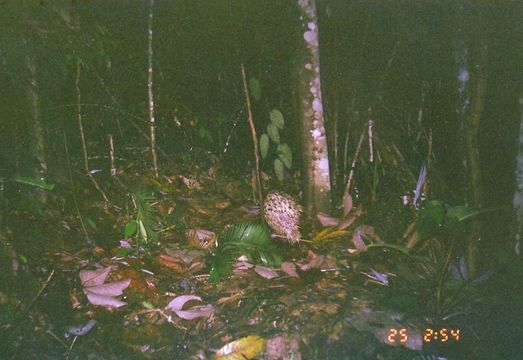 Image of Thick-spined Porcupine