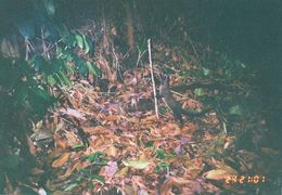 Image of Common palm civet