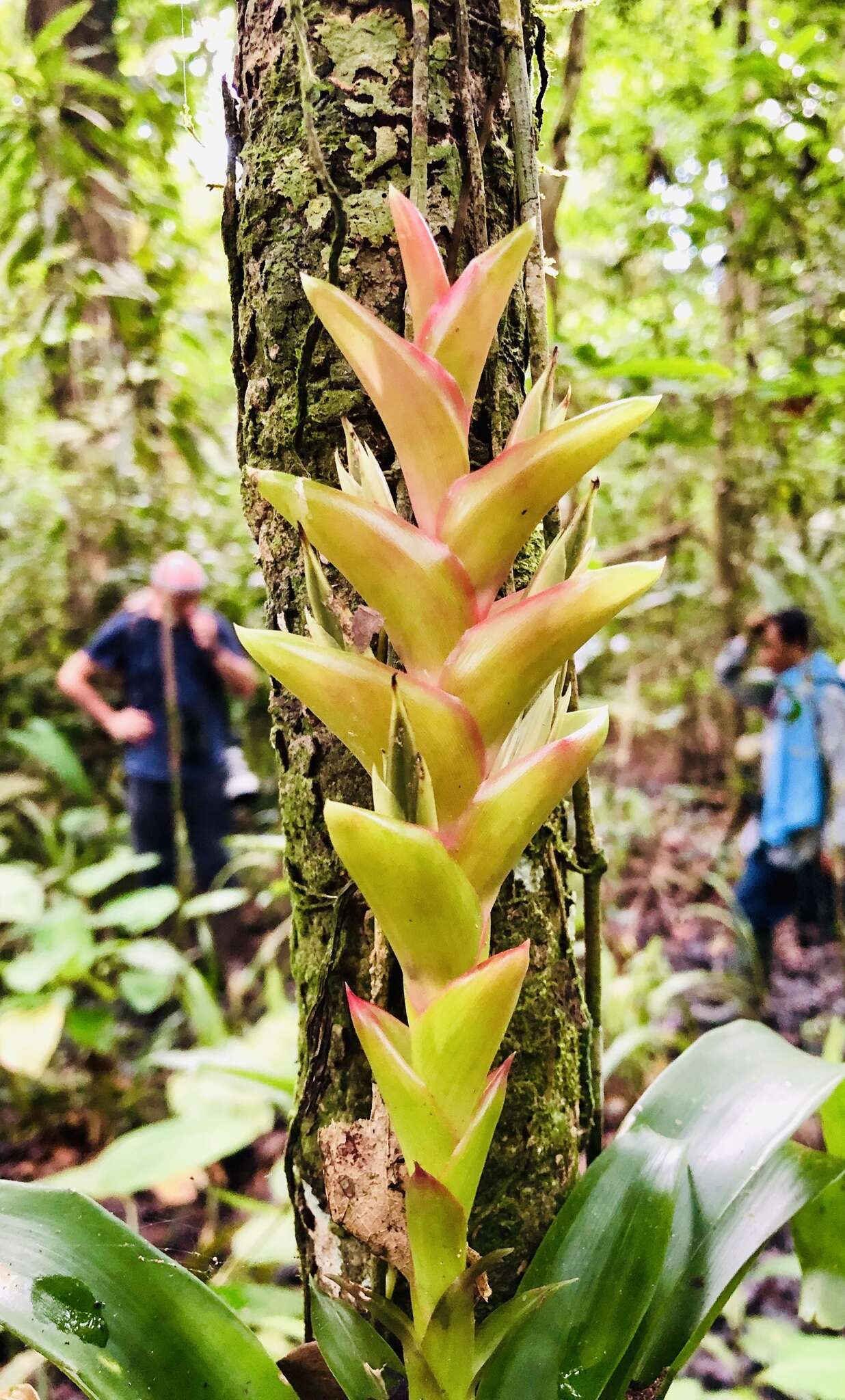 Vriesea heliconioides (Kunth) Hook. ex Walp.的圖片