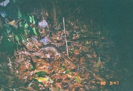 Image of Sunda Pangolin