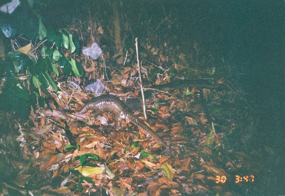 Image of Sunda Pangolin