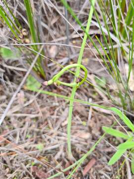 Image of Prasophyllum goldsackii J. Z. Weber & R. J. Bates