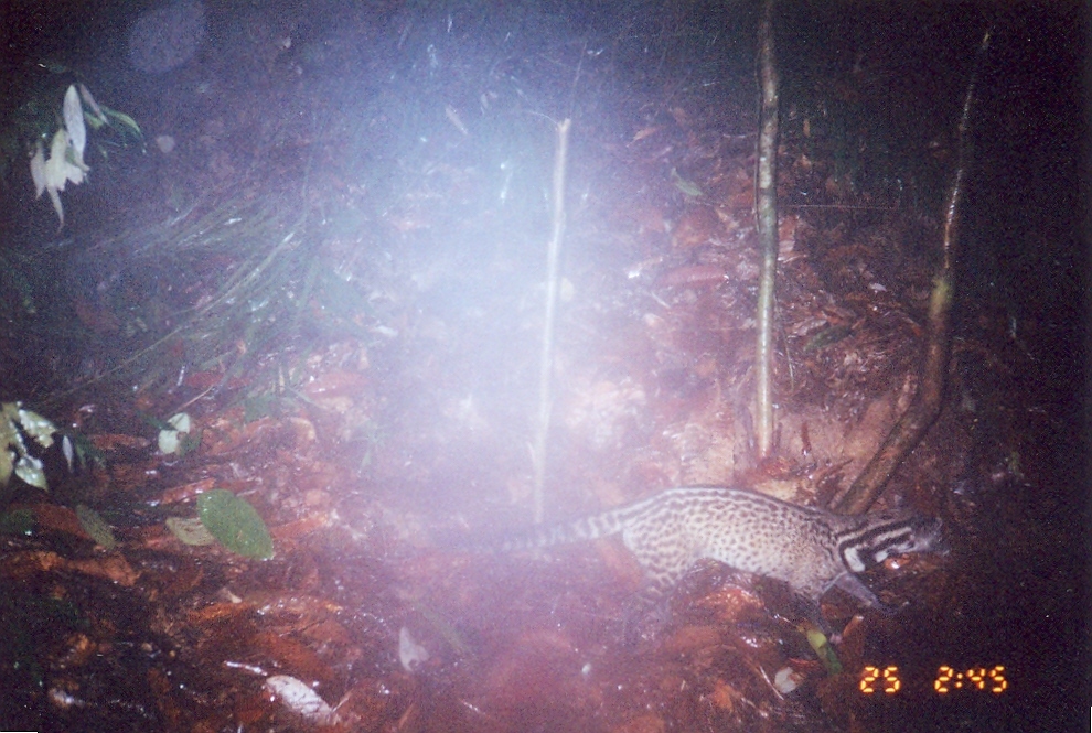 Image of Oriental Civet