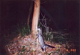 Image of Oriental Civet