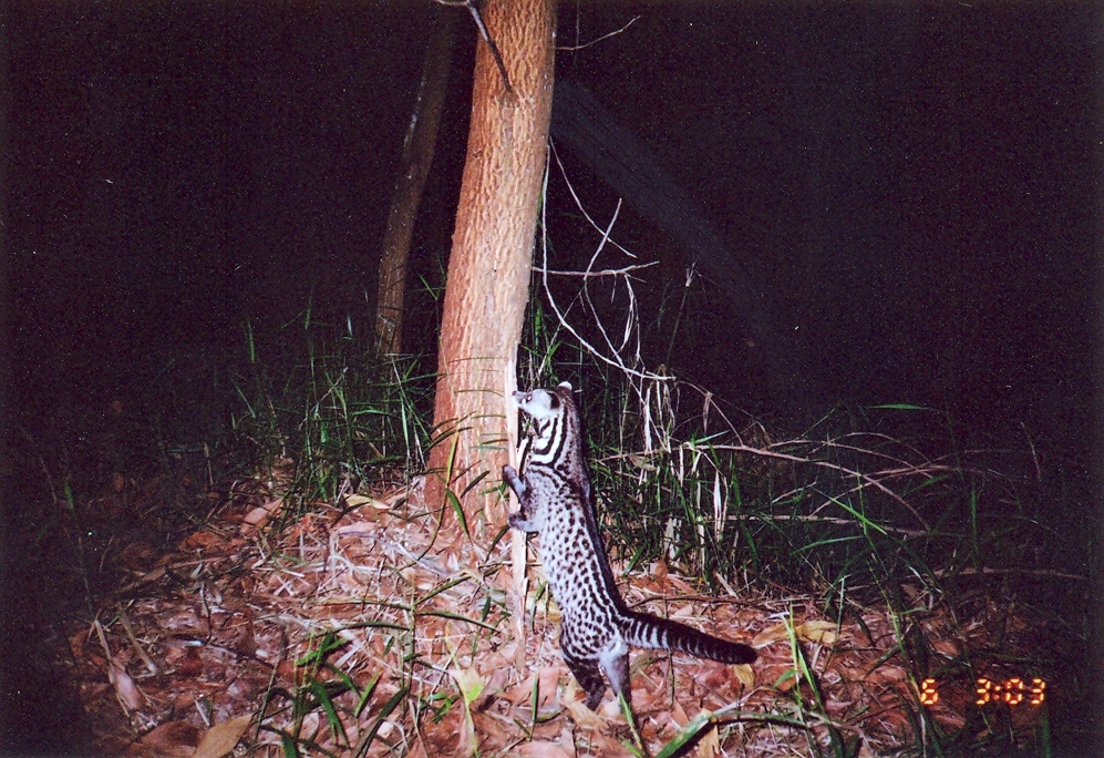 Image of Oriental Civet