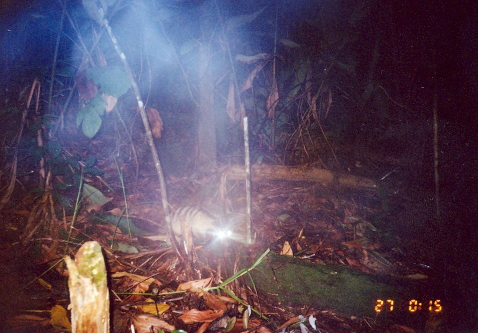 Image of Banded Palm Civet