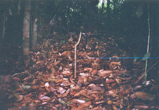 Image of Horse-tailed Squirrel