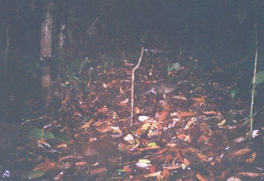 Image of Oriental Civet