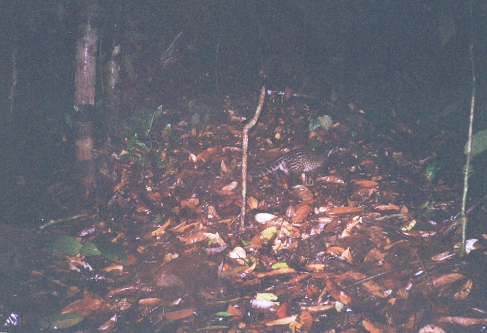 Image of Oriental Civet