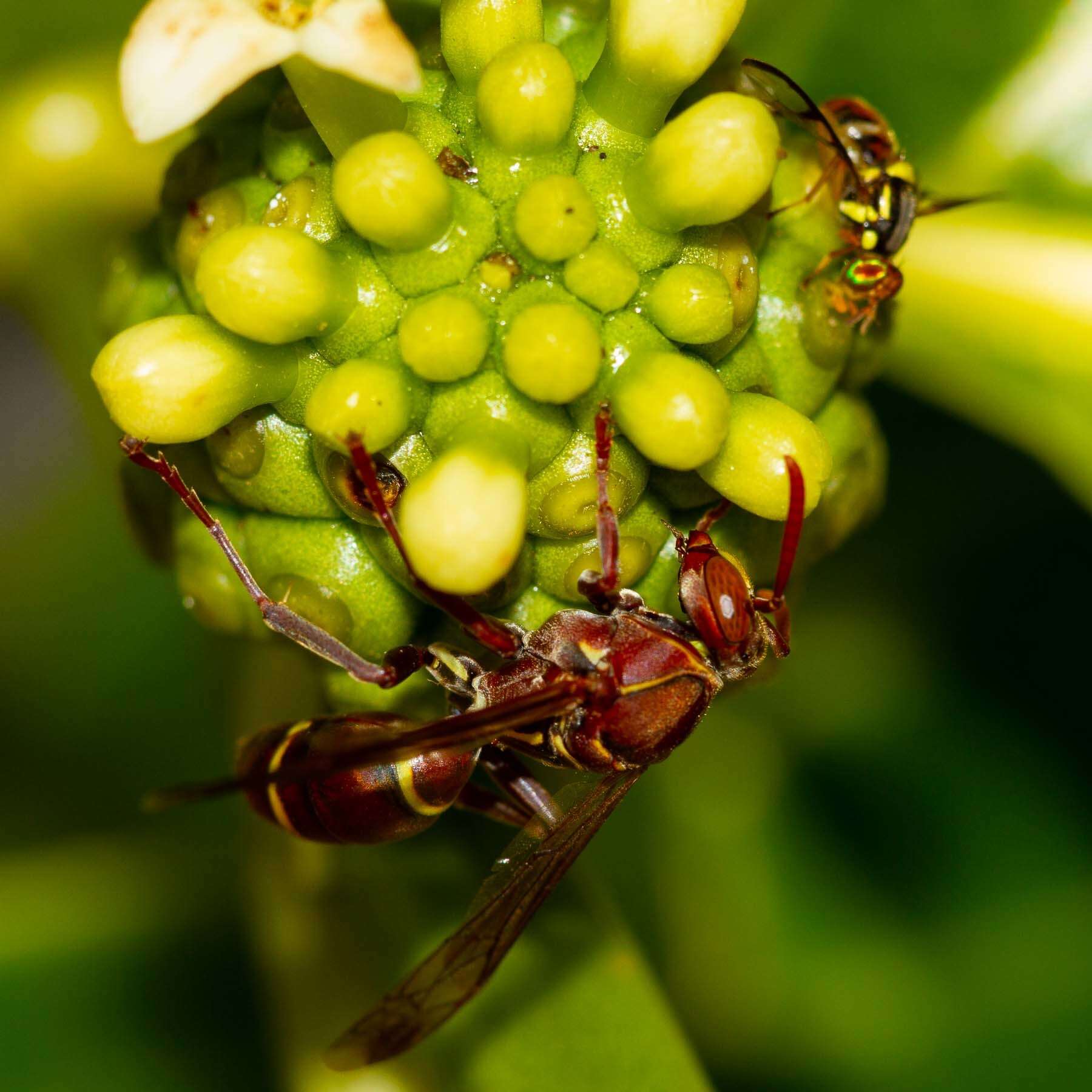 Image of Polistes stigma townsvillensis Giordani Soika 1975