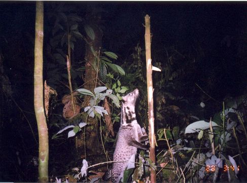 Image of Oriental Civet