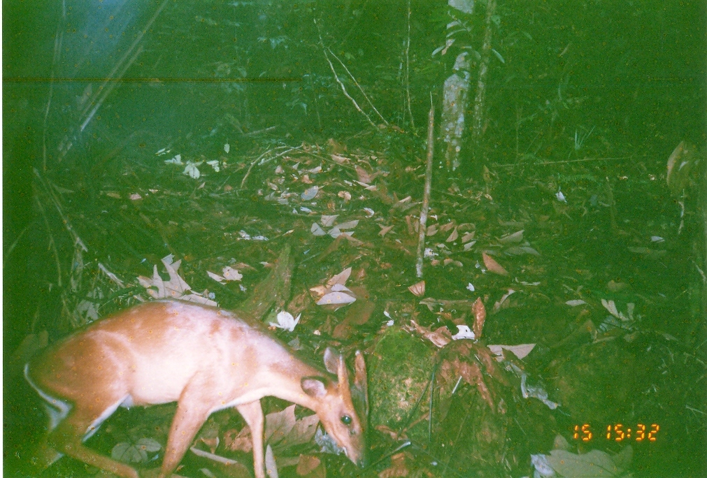 Image of Bornean Yellow Muntjac