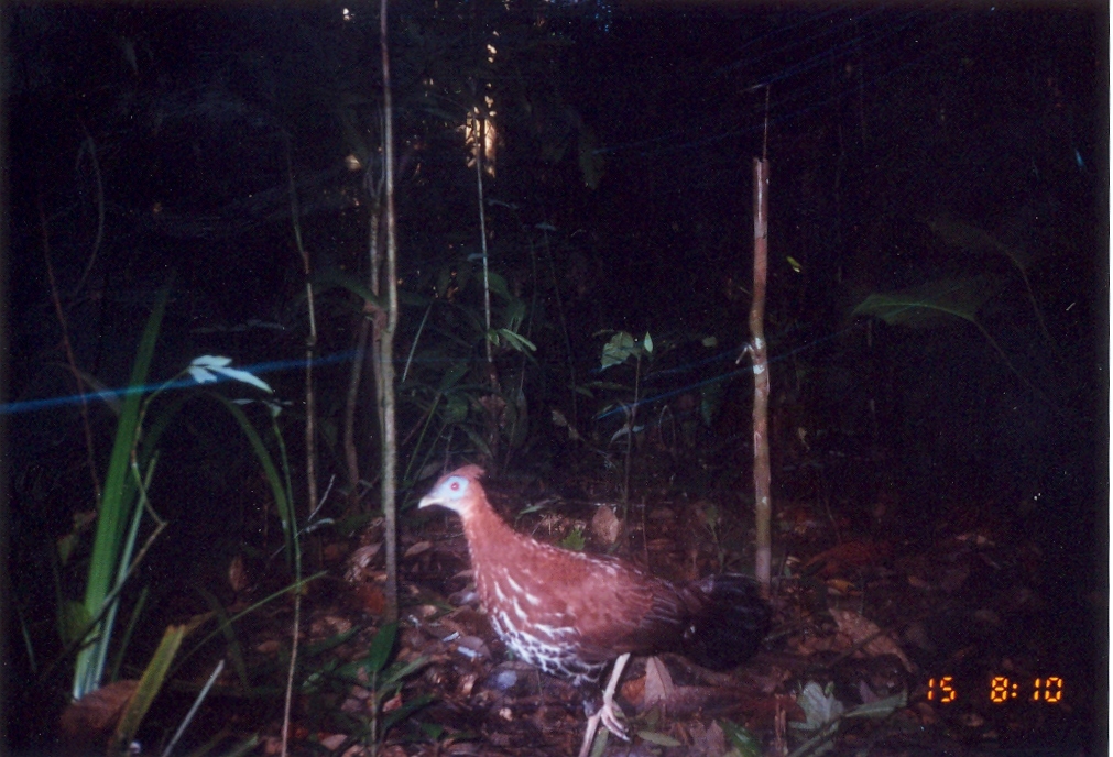 Image of Crested Fireback